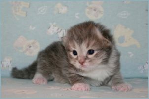 Male Siberian Kitten from Deedlebug Siberians